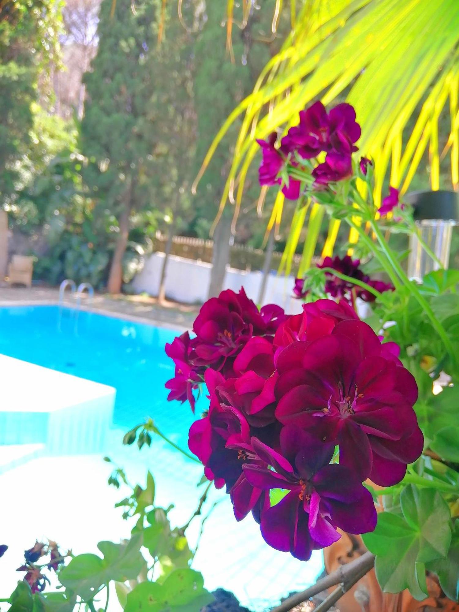 Cinque Pini Bed & Breakfast Casamicciola Terme
